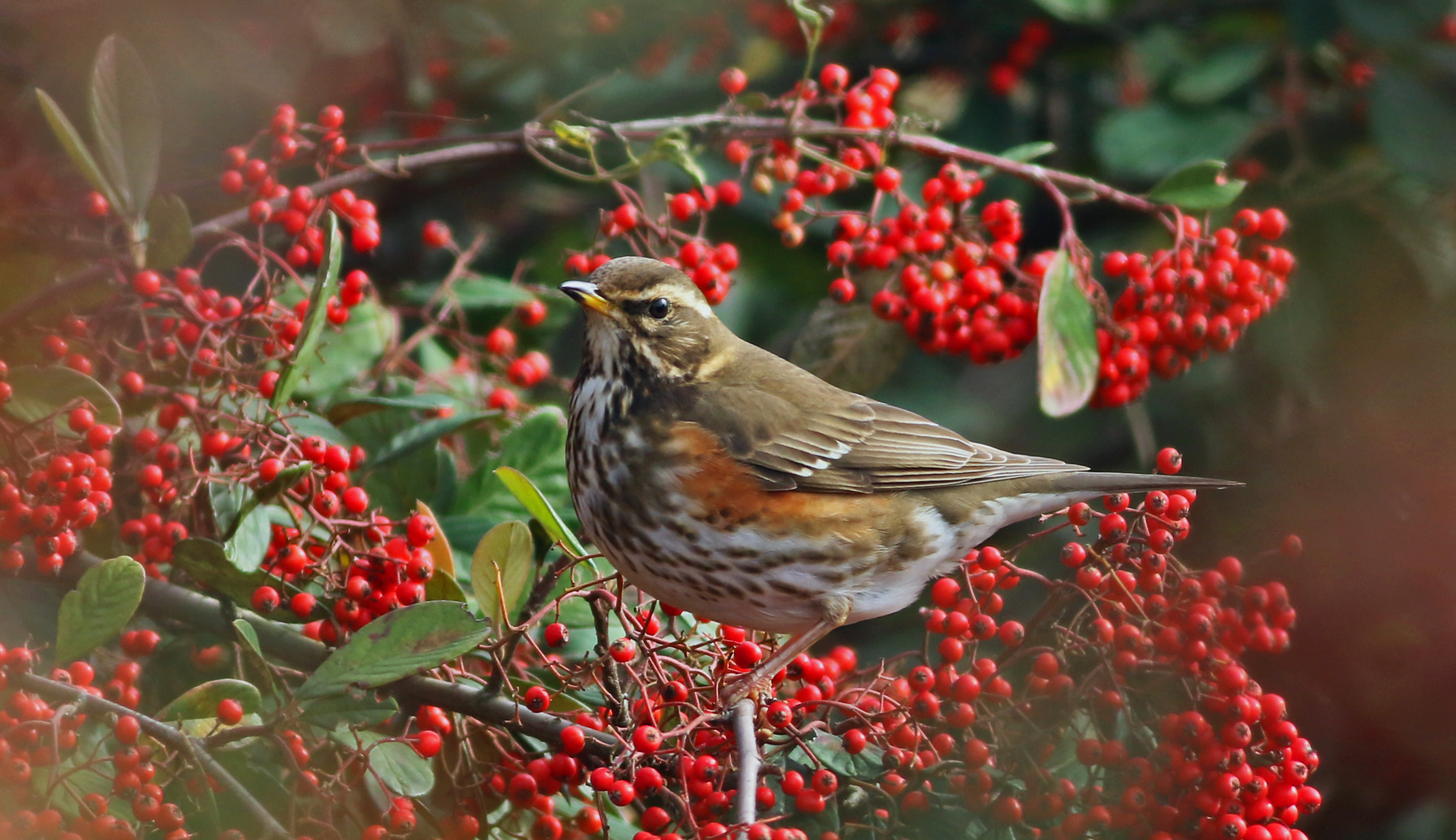Redwing